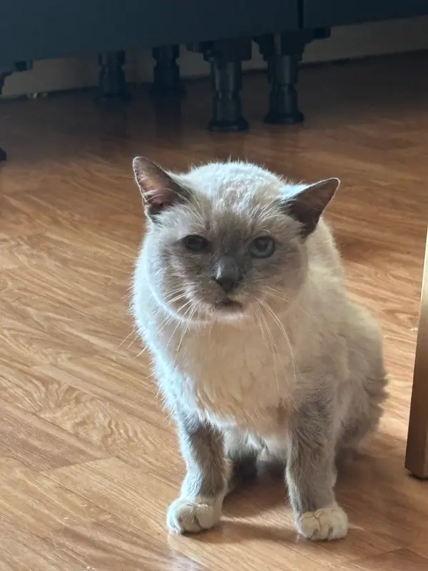 Chat siamois · Galaxy