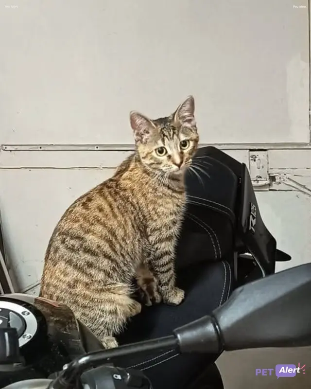 Chat tigré