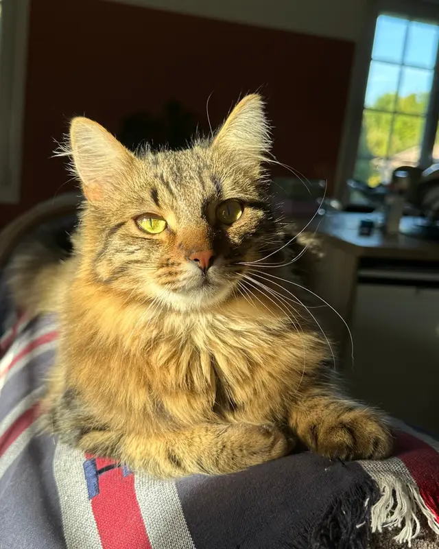 Chat écaille de tortue, tricolore · Azur