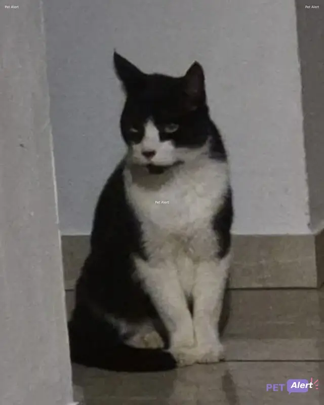 Chat noir, blanc
