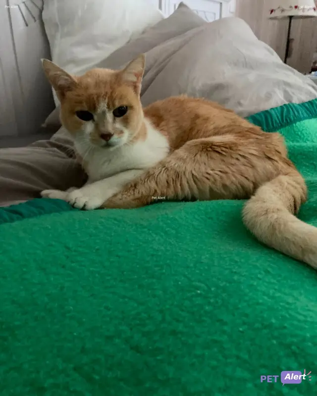Chat roux, blanc