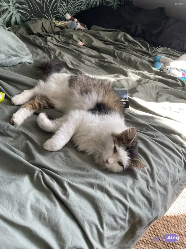 Chat européen