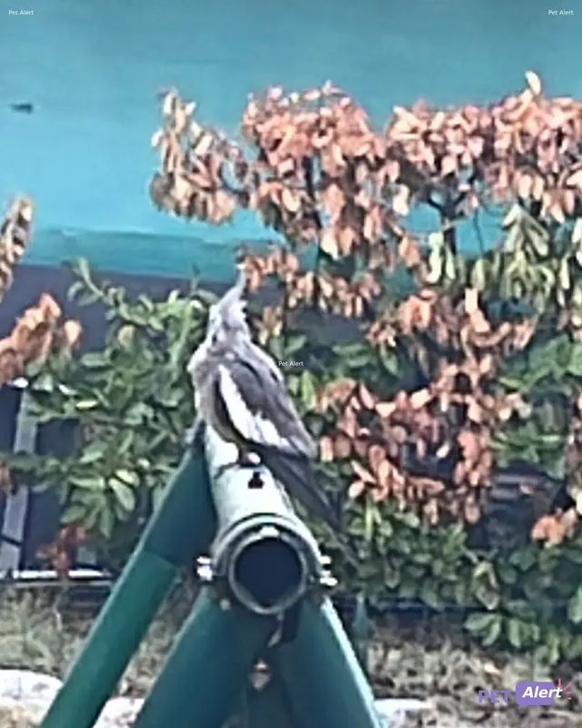 Animal parakeet