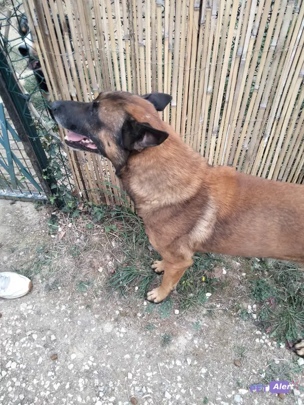 Chien malinois