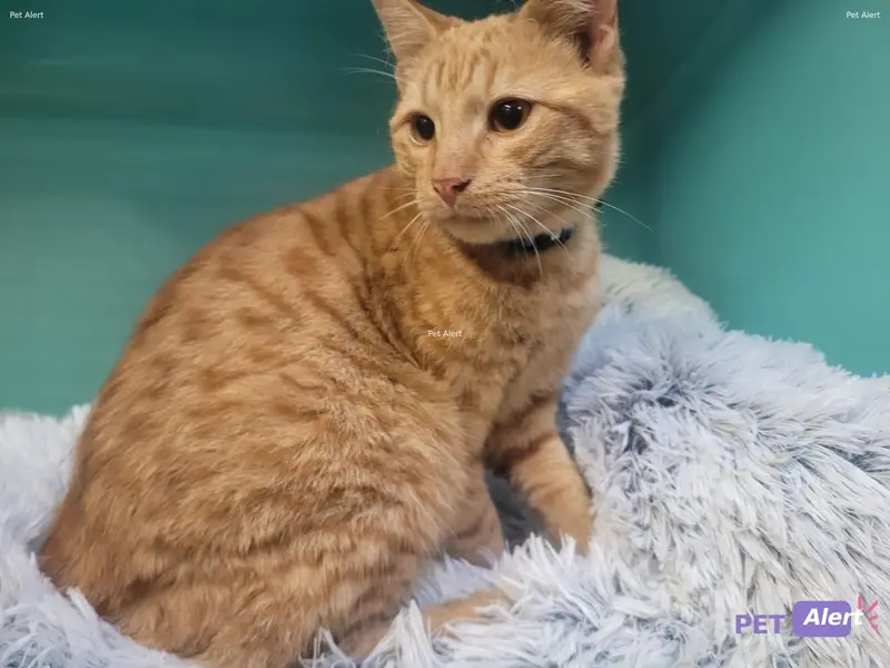 Chat européen