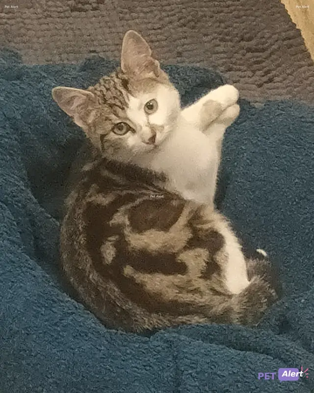 Chat gris, blanc