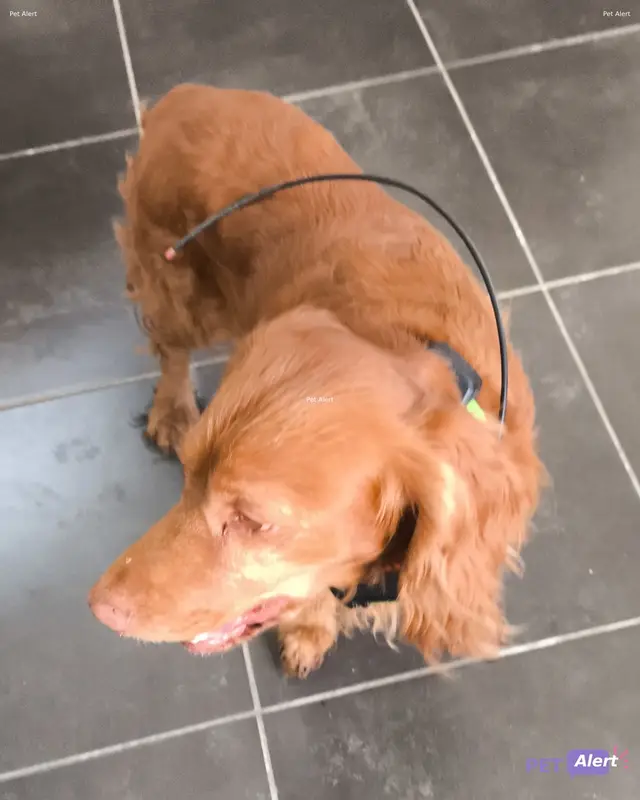 Chien cocker spaniel anglais