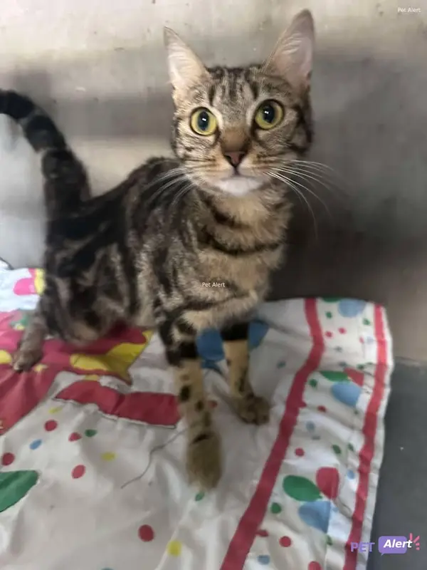 Chat tigré