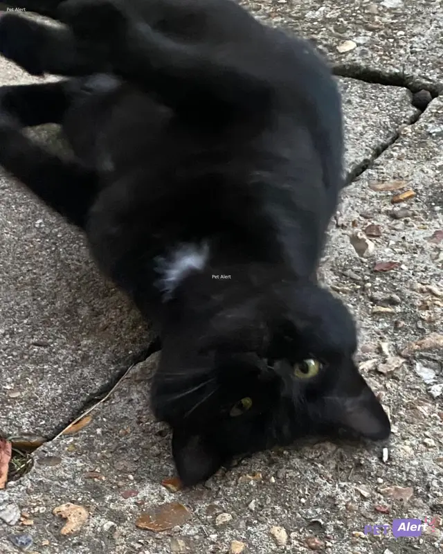 Chat noir