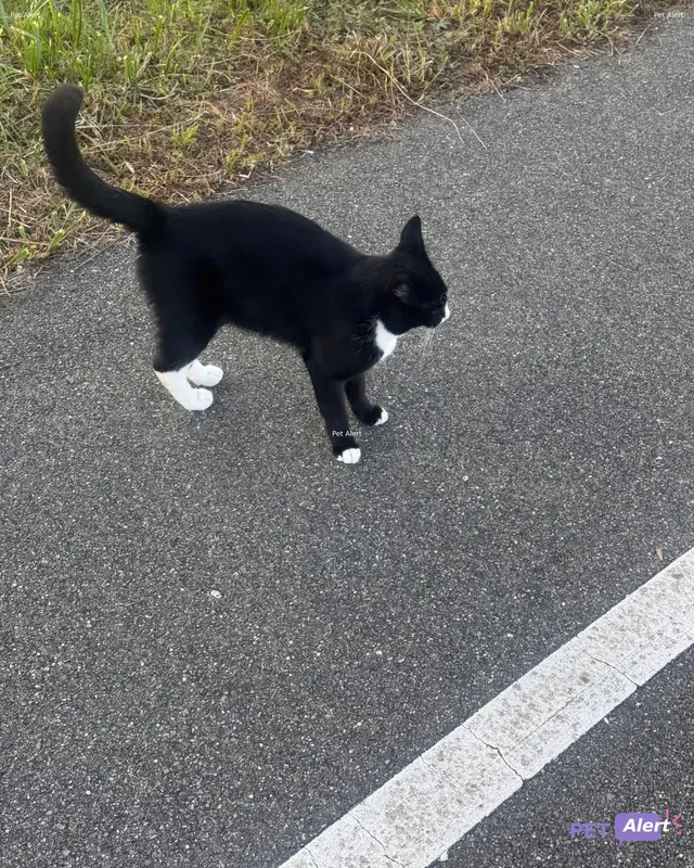 Chat noir, blanc