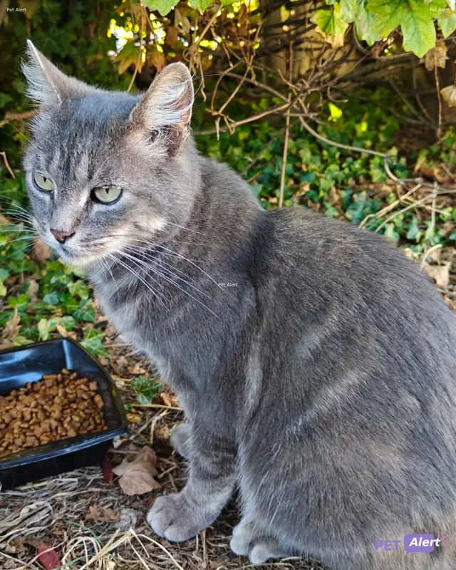 Chat européen