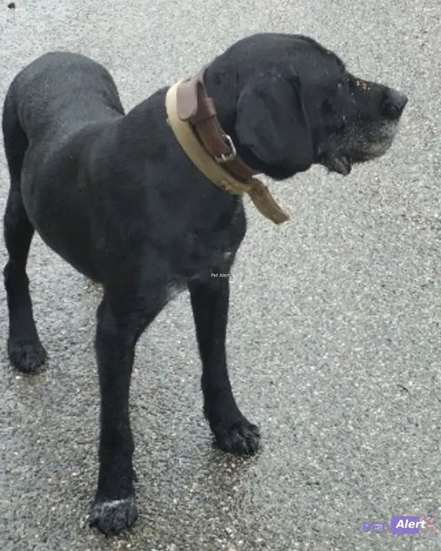 Chien noir