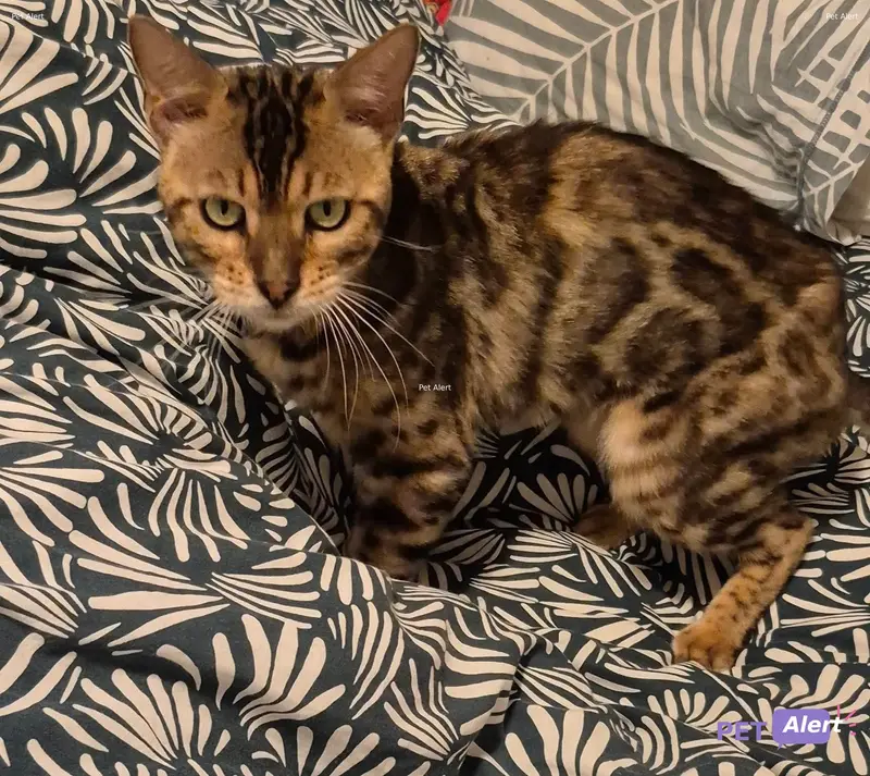 Chat bengal