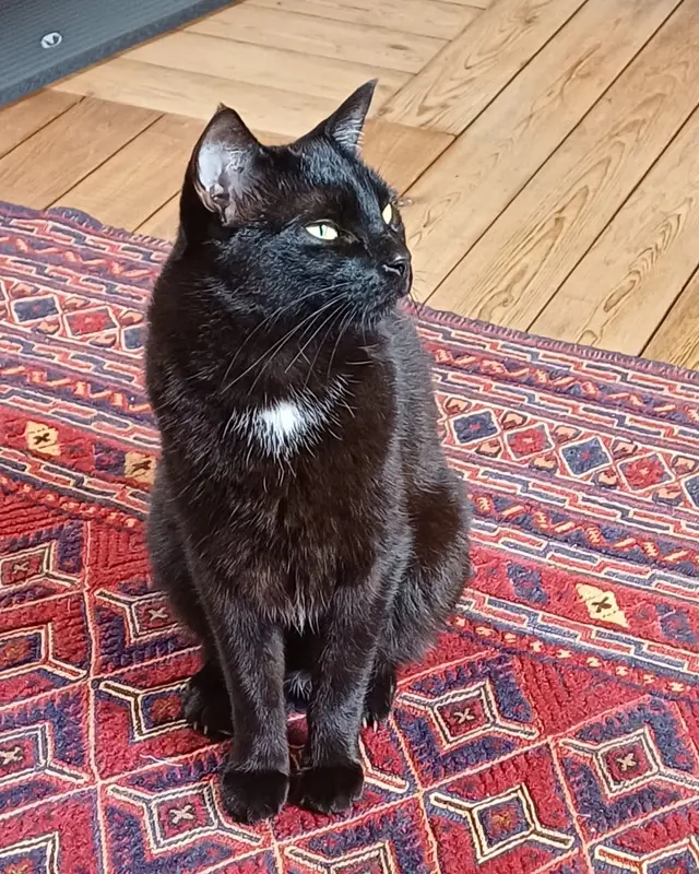 Chat européen · Piccolo