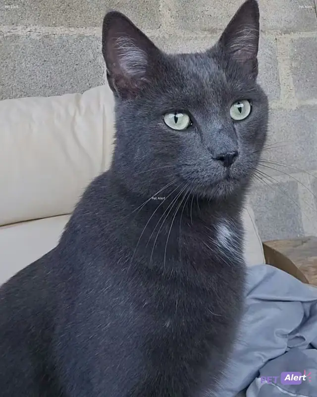 Chat