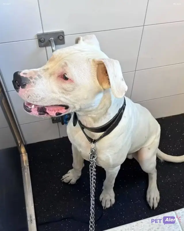 Chien dogue argentin