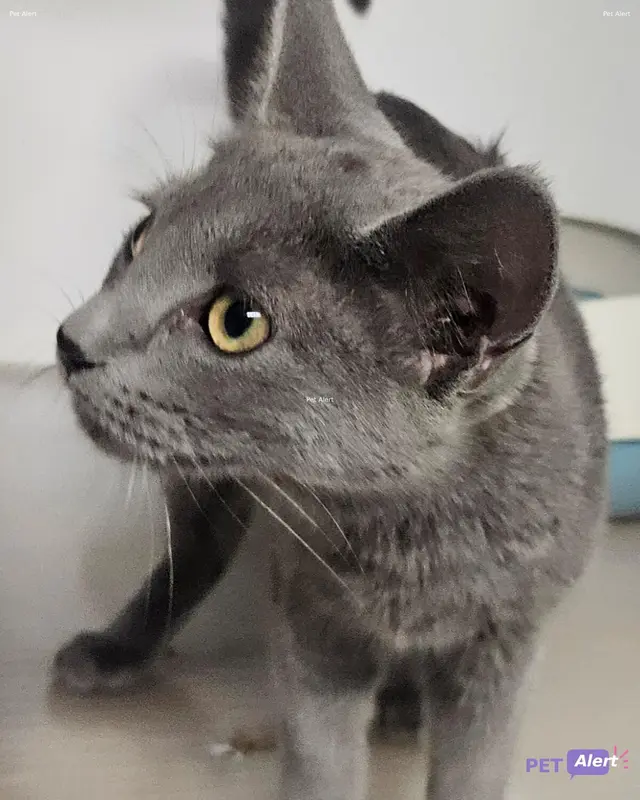 Chat européen