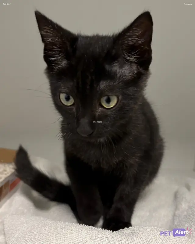 Chat européen