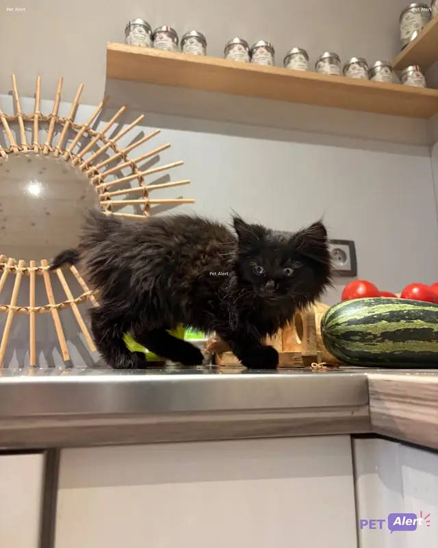 Chat noir