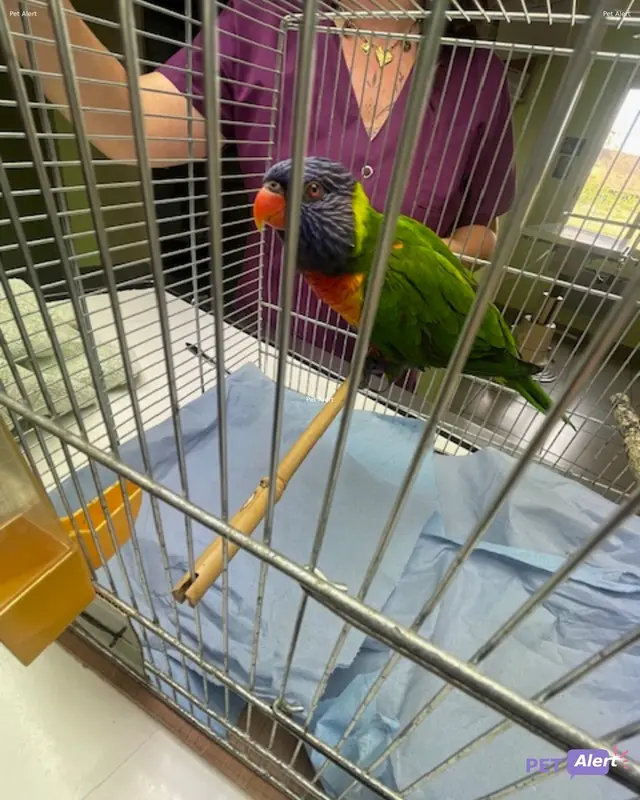 Animal other bird