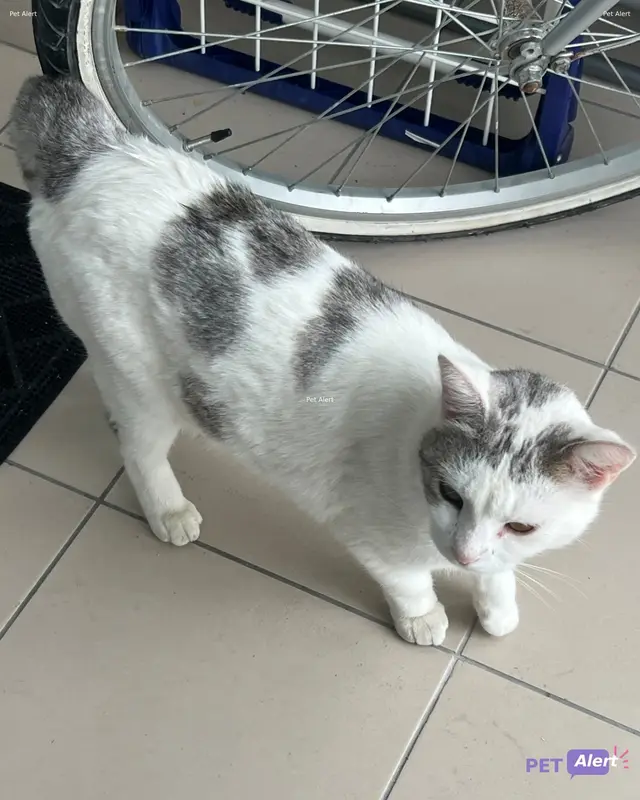 Chat blanc, gris