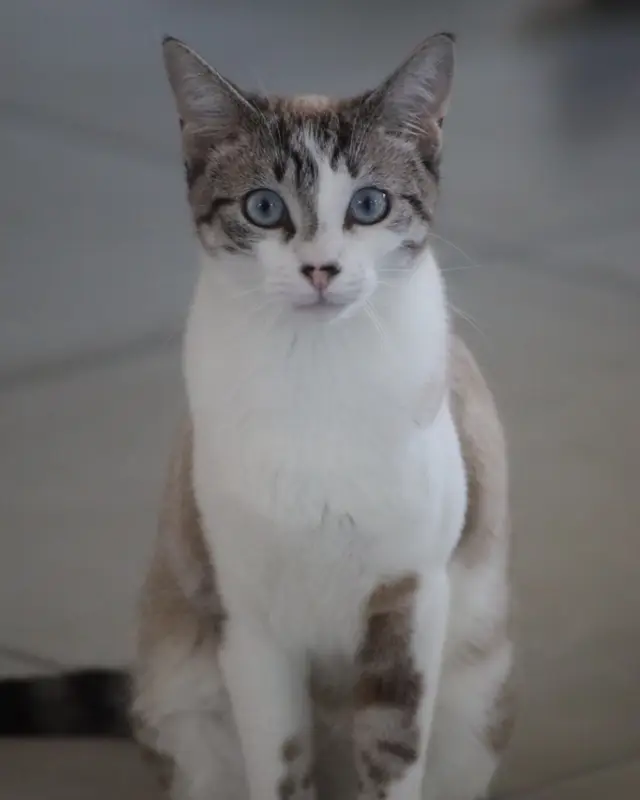 Chat siamois · Ariel