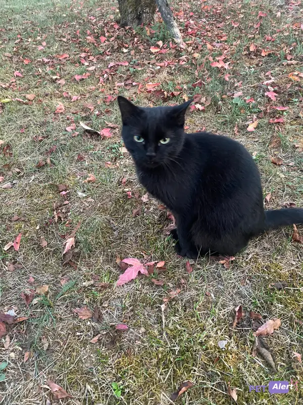 Chat européen