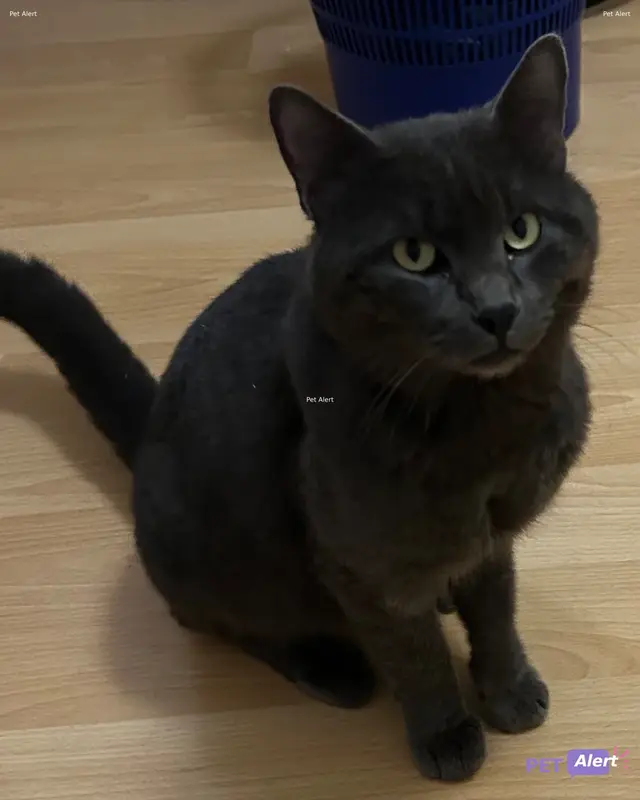 Chat noir