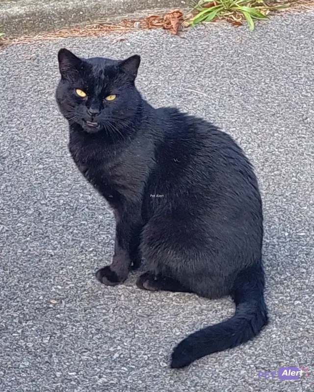 Chat européen