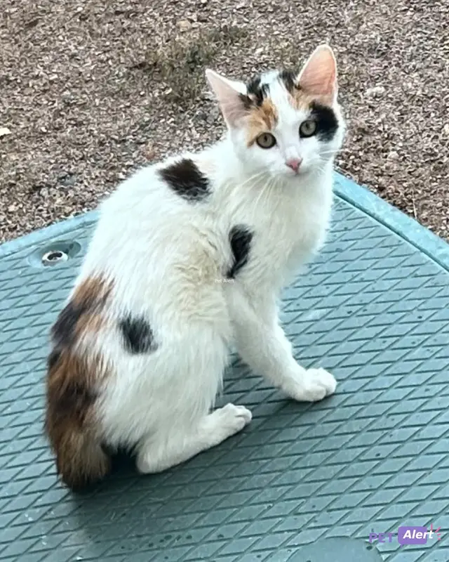 Chat européen