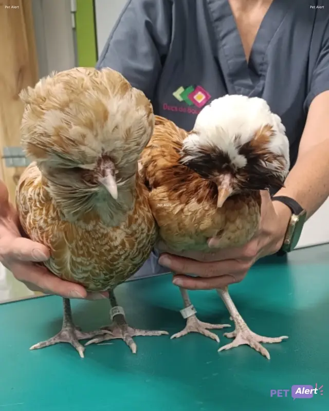 Animal other bird