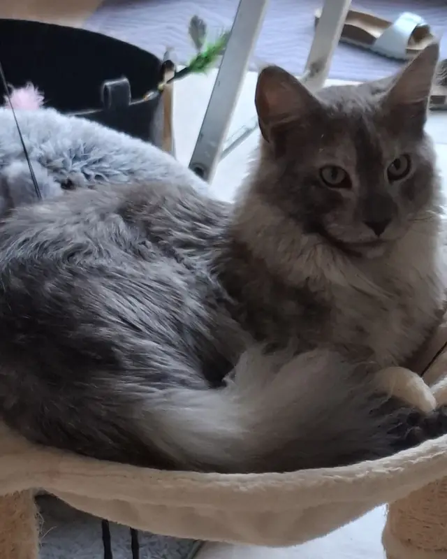 Chat maine coon · Artemis