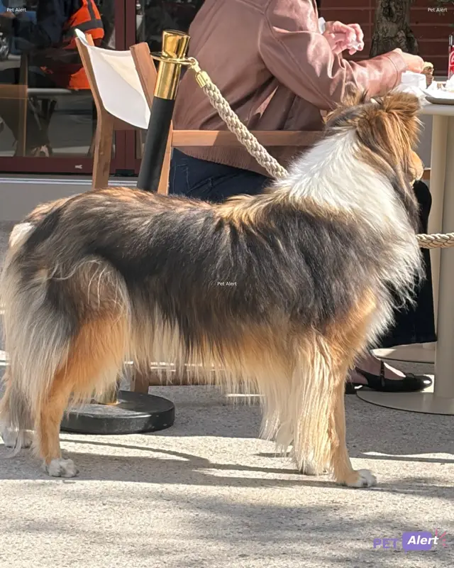 Chien colley (race de chien)