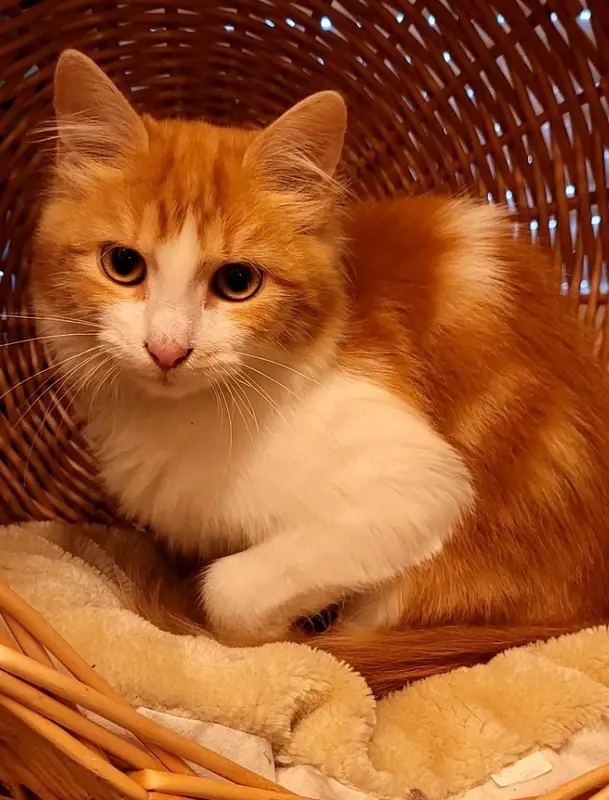 Chat roux