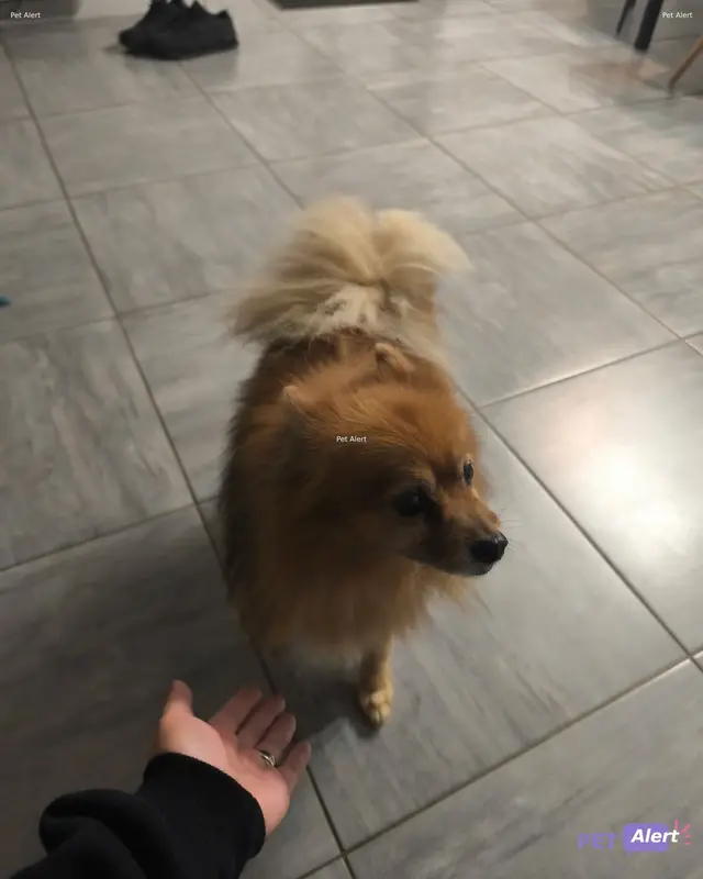 Chien spitz allemand