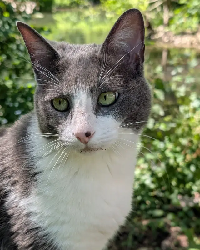 Chat gris, blanc