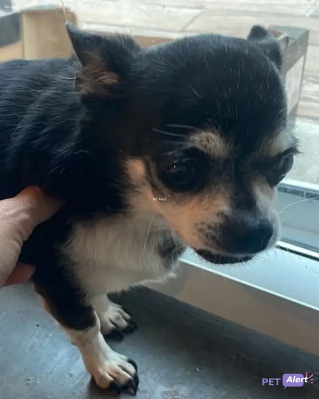 Chien chihuahua