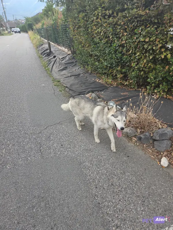 Chien husky sibérien