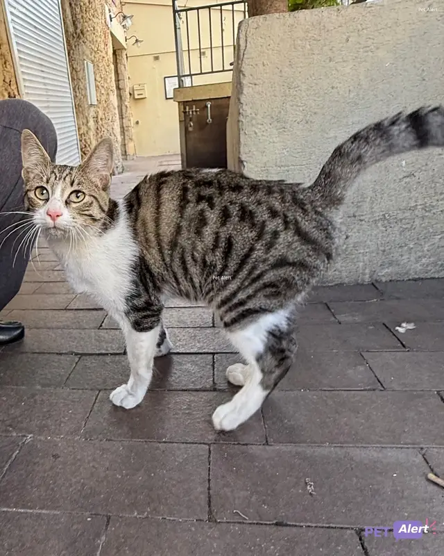 Chat blanc, tigré