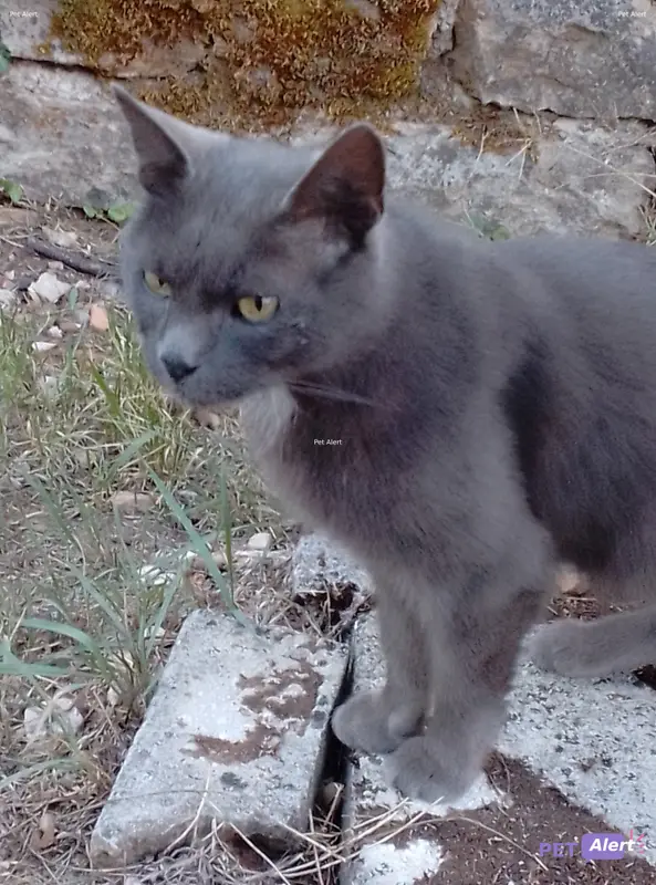 Chat gris