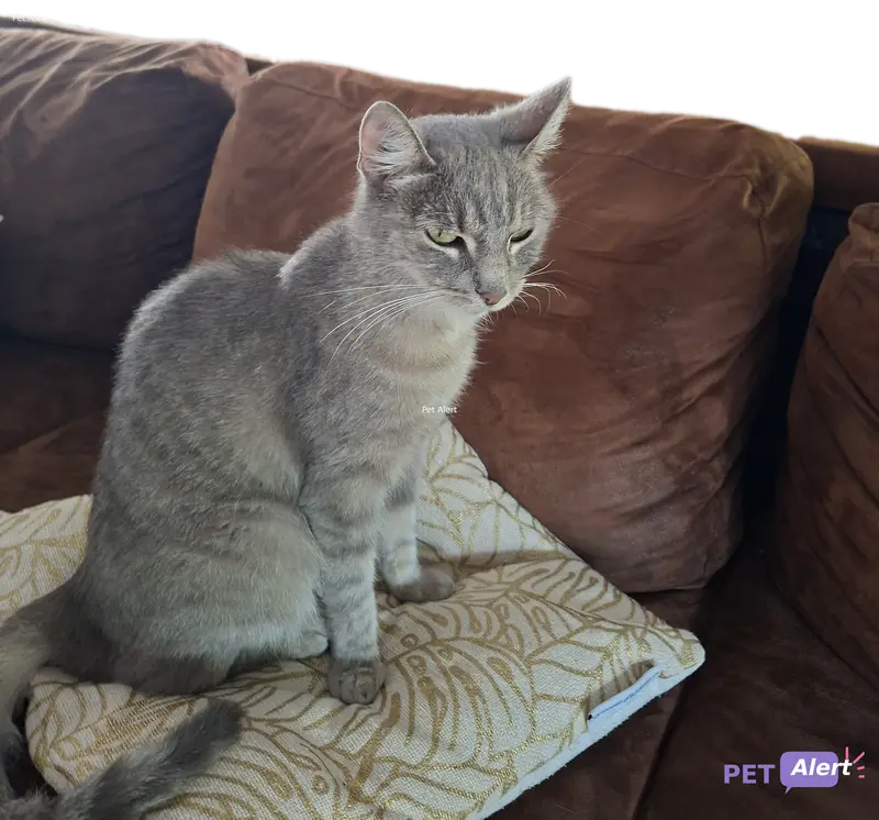 Chat gris