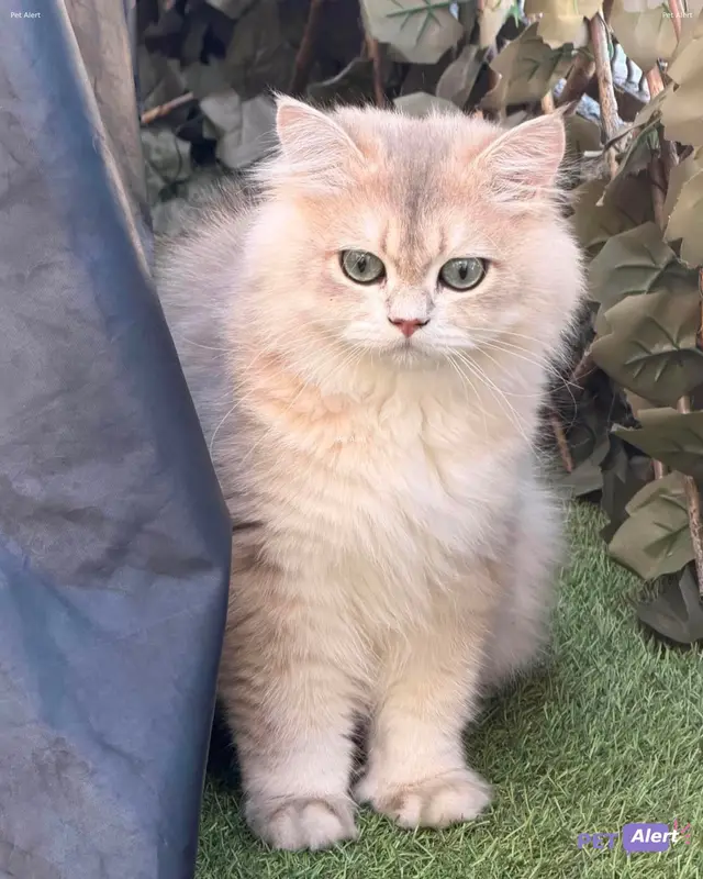 Chat british longhair · Dodo