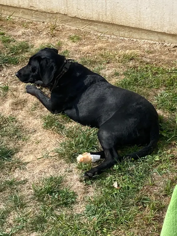 Chien labrador retriever