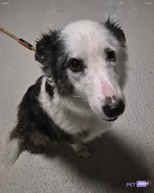 Chien border collie