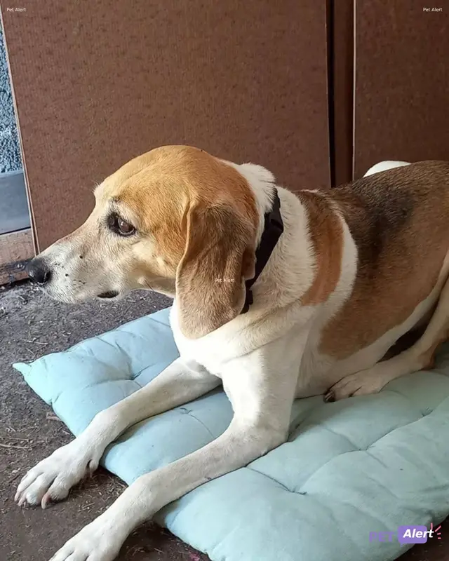 Chien beagle