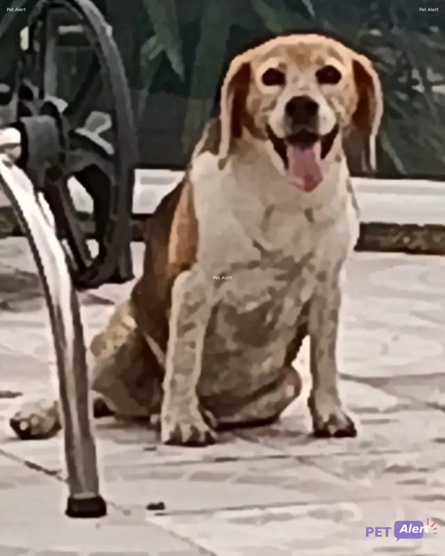 Chien beagle