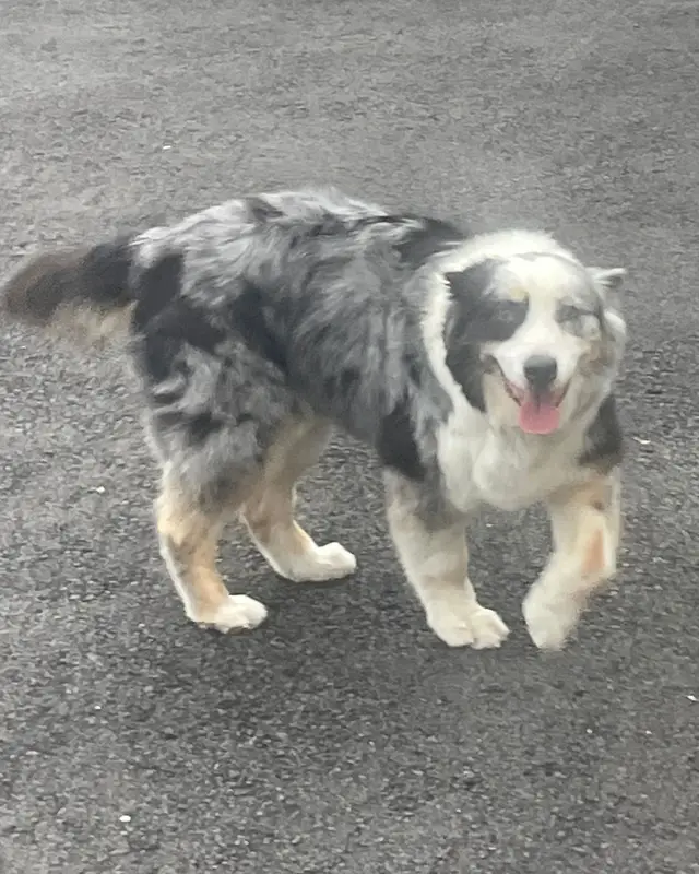 Chien berger australien