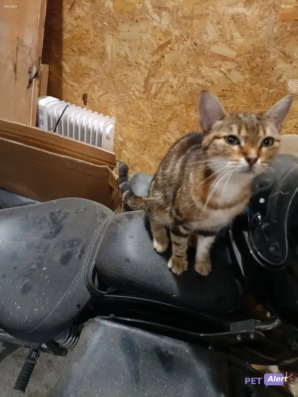 Chat fauve