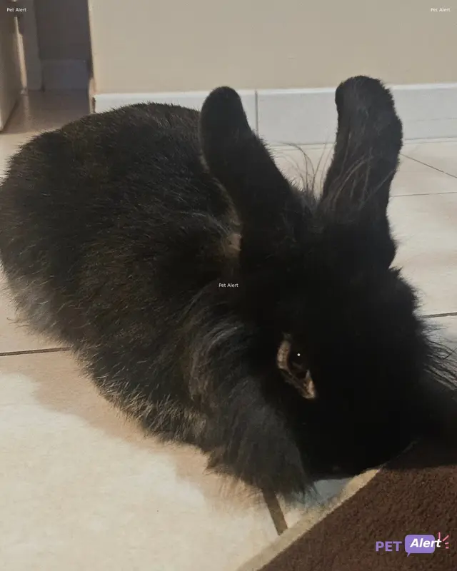 Animal rabbit