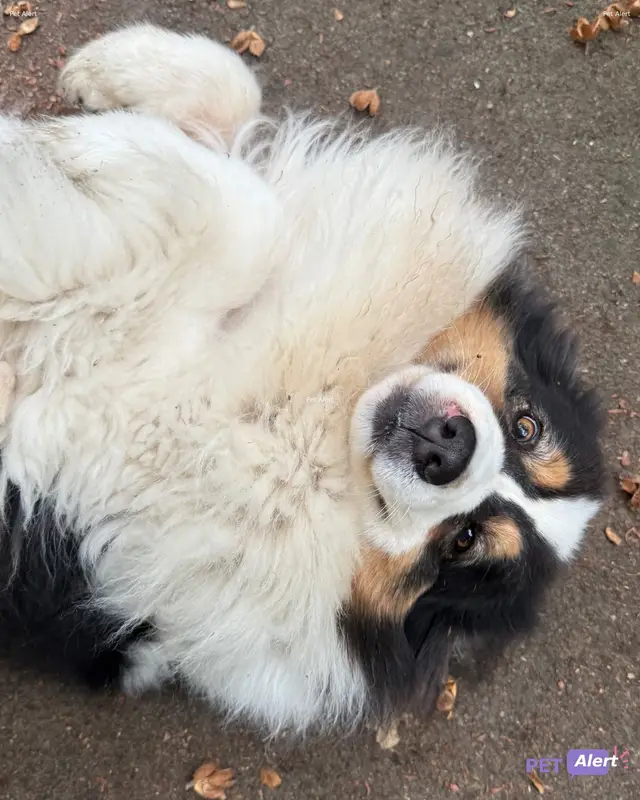 Chien border collie